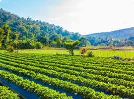 Agriculture